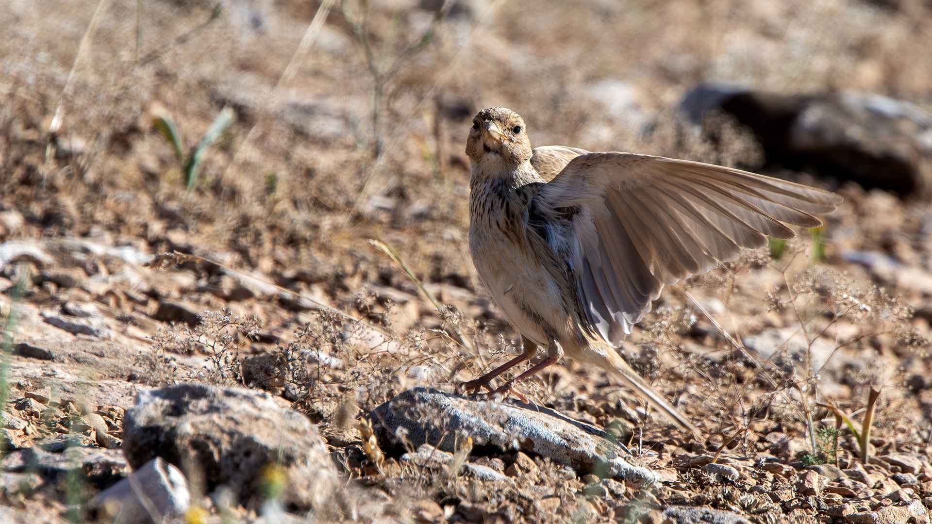 Lesser Short-toed Lark